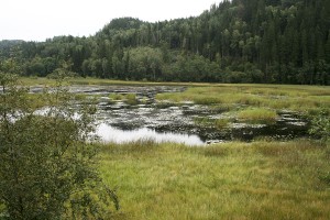 Det är inte mycket öppet vatten kvar i sjön. Det är inte mycket öppet vatten kvar i sjön.