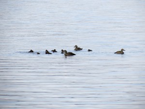 En stor flock med ejderungar var samlade i Fräkneviken En stor flock med ejderungar var samlade i Fräkneviken