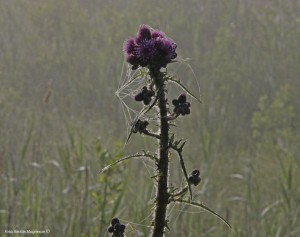 Daggen glittrar i spindelnätet. (Foto: Kerstin Magneson ©)
