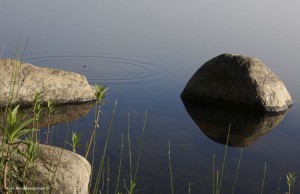 Stenen i vattnet. (Foto: Kerstin Magneson ©)