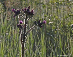 Tistel i motljus. (Foto: Kerstin Magneson ©)