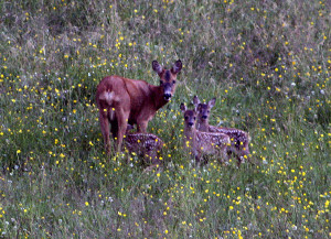 Rådjursget med 3 kid